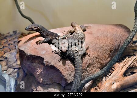 Australien, Schwarzkopf-Goanna Stockfoto