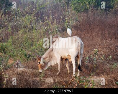 Cattle Egret - On Cattle Bubulcus ibis Keoladeo Ghana National Park Bharatpur Rajasthan Indien BI018469 Stockfoto