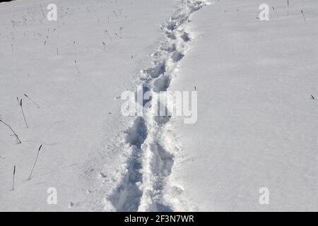 Kurvenreiche Fußabdrücke von Wanderern im Tiefschnee zwischen den Bäume Stockfoto