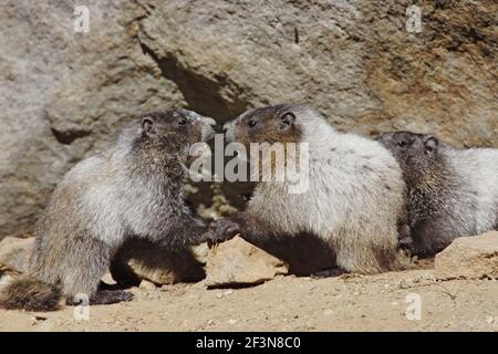 Hoary or Whistling Marmot (Marmota caligata) Mount Rainier National Park Washington State, USA MA000269 Stockfoto