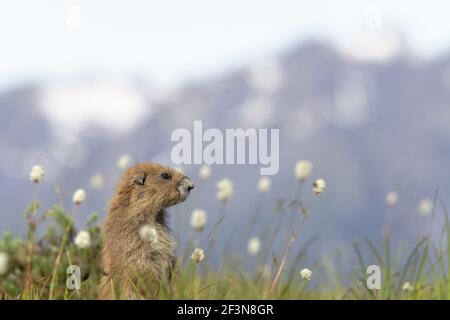 Olympic Marmot auf Brutplatzsmit Olympic Mountains im Hintergrund (Marmota olympus) Olympic National Park Washington State, USA MA000319 Stockfoto