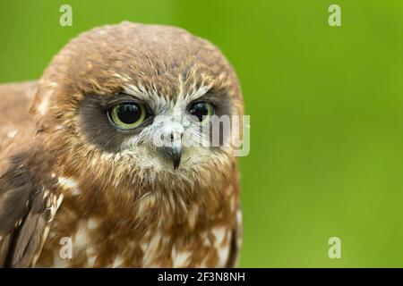 Morepepork Ninox novaeseelandiae, Erwachsenenprofil, Hawk Conservancy Trust, Andover, Hampshire, Großbritannien, April Stockfoto