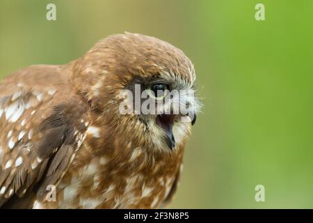 Morepepork Ninox novaeseelandiae, Erwachsenenprofil, Hawk Conservancy Trust, Andover, Hampshire, Großbritannien, April Stockfoto