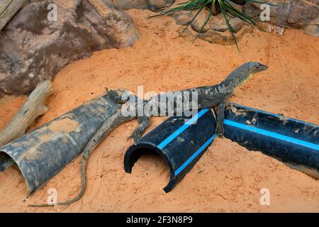 Australien, Mertns Wasserwache alias Mertnes Wasserdrache Stockfoto