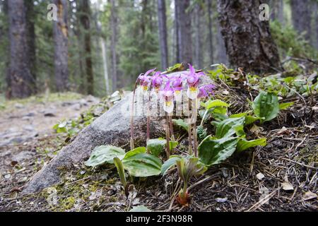 Fairy Slipper OrchidCalypso bulbosa Canadian Rocky Mountains British Columbia, Kanada PL001997 Stockfoto