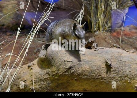 Australien, Numbat - Beutelfütterung nur Ameisen und Termiten Stockfoto