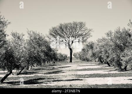 Hoher Baum, der zwischen zwei Reihen von Olivenbäumen hervorsteht In Andalusien (Spanien) Stockfoto