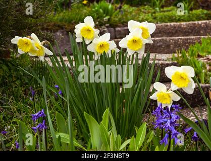Früh blühende Narzisse. Baden Baden, Deutschland, Europa Stockfoto