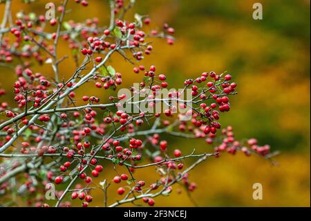 Wilde Hagebutten. Abruzzen, Italien, Europa Stockfoto