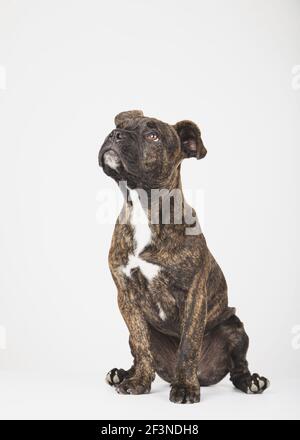 Ein reizender amerikanischer staffordshire Terrier Hund, der mit aufschaut Platz für Text auf weißem Hintergrund Stockfoto