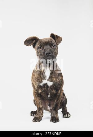 Ein Porträt eines 3 Monate alten amerikanischen staffordshire Terrier Hund sitzt isoliert auf weißem Hintergrund Stockfoto