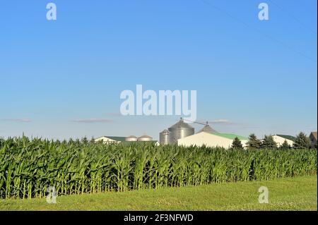 Maple Park, Illinois, USA. Eine reifende Maisernte verdeckt teilweise verschiedene Scheunen, Schuppen und Silos auf einer Farm im Mittleren Westen. Stockfoto