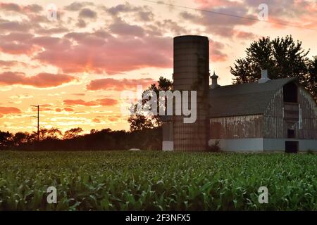 Burlington, Illinois, USA. Eine ehrwürdige Scheune inmitten einer Maisernte ruht vor der untergehenden Sonne auf einer Farm im Nordosten von Illinois. Stockfoto