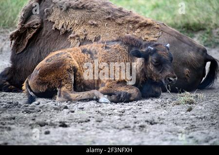 Batavia, Illinois, USA. Ein amerikanisches Büffelkalb (Bison Bison), das neben seiner Mutter ruhte, während sie ihre Wintermäntel vergossen. Stockfoto