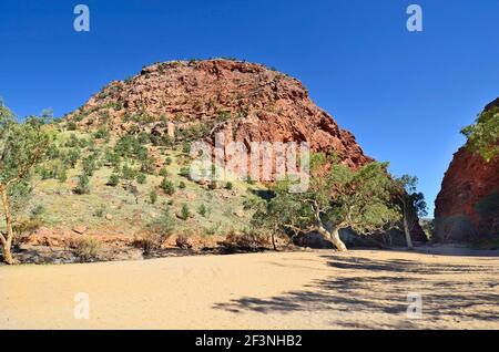 Australien, Northern Territory, Eukalyptusbaum im trockenen Flussbett von Simpson Gap in der West McDonnell Range Stockfoto