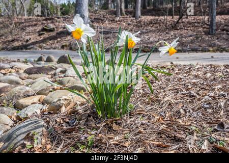 Narzissen in voller Blüte weiß mit einem gelben Zentrum zuerst Im Frühjahr im Garten aufkeimen Ein heller sonniger Tag Stockfoto