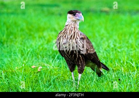 Haubenfalke auf grünem Gras in Argentinien Stockfoto