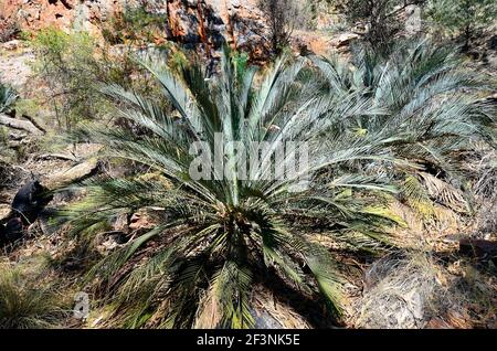 Australien, NT, McDonnell Range Cycads in Standley Chasm Stockfoto