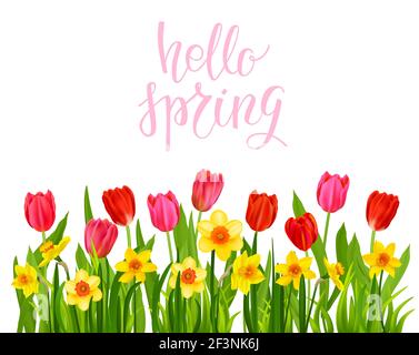 Narzissen und Tulpen Vektor-Banner Stock Vektor