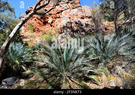 Australien, NT, McDonnell Range Cycads in Standley Chasm Stockfoto