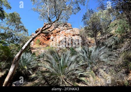 Australien, NT, McDonnell Range Cycads in Standley Chasm Stockfoto