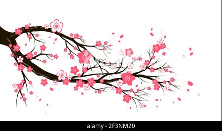 Kirschblüte Zweig Stock Vektor