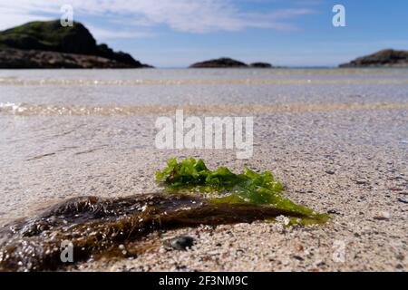 Port Ban, die weiße Sandbucht, auf Iona, Schottland. Stockfoto