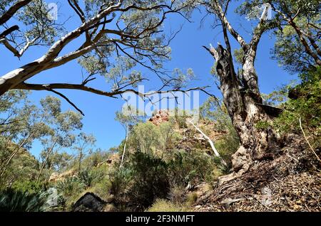 Australien, NT, Eukalyptusbäume und Felsen in Standley Chasm Stockfoto