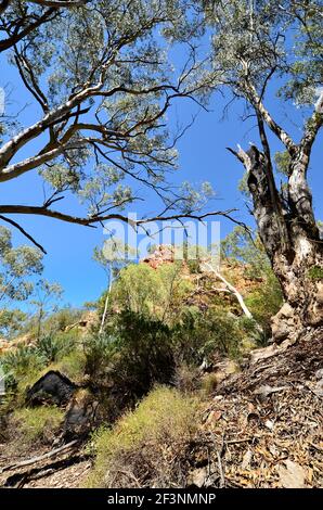 Australien, NT, Eukalyptusbäume und Felsen in Standley Chasm Stockfoto