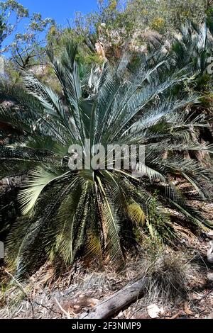 Australien, NT, McDonnell Range Cycads in Standley Chasm Stockfoto