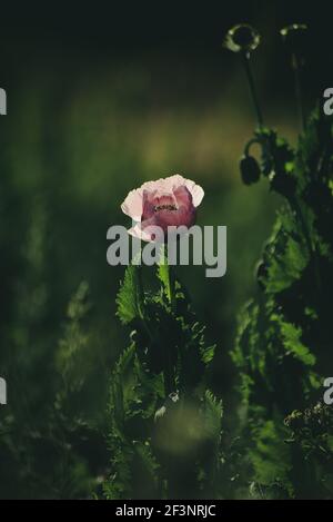 Rosa Mohnblume im Garten Stockfoto