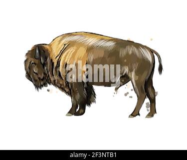 Bison, Büffel aus einem Spritzer Aquarell, farbige Zeichnung, realistisch. Vektordarstellung von Farben Stock Vektor