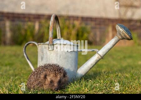 Igel (Erinaceus europaeus) im Garten, Großbritannien Stockfoto