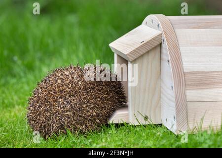 Igel (Erinaceus europaeus) beim Betreten des Igelhauses, Großbritannien Stockfoto