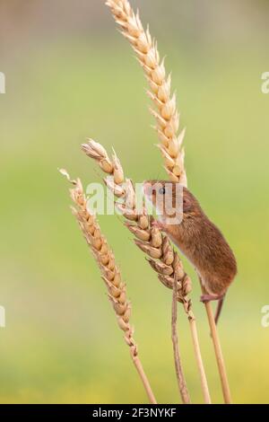 Zwergmaus (Micromys Minutus), in Gefangenschaft, UK Stockfoto
