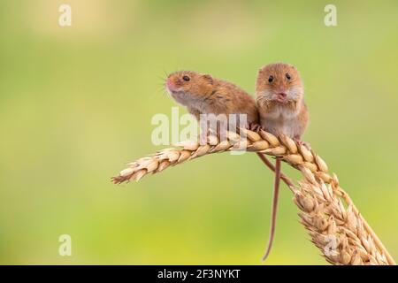 Ernten von Mäusen (Micromys Minutus), Gefangenschaft, UK Stockfoto