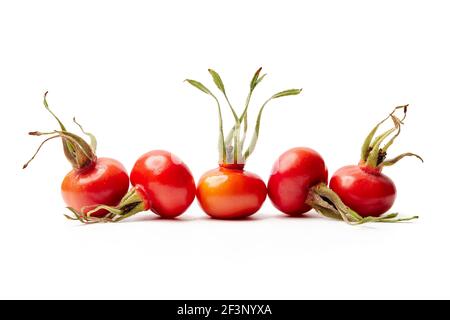 Rose hips from Rosa Rugosa on white background Stock Photo