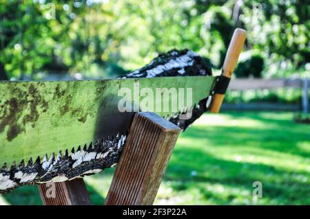 Tradition Sägen durch einen Baumstamm nach der Zeremonie auf einer Hochzeitsfeier, vorbereitet hölzernen Böll mit Birkenstamm und eine zwei-Mann-Säge Stockfoto