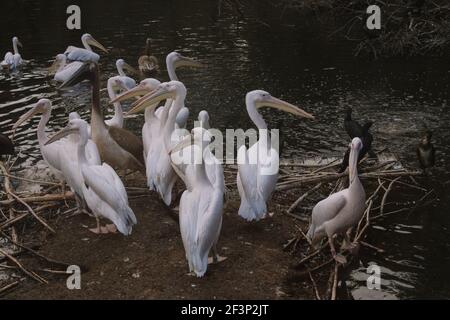 Eine Gruppe von weißen Pelikanen auf einem See im ARTIS Zoo in Amsterdam, Niederlande Stockfoto