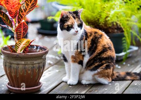 Portrait einer Calico Katze auf Holzdeck sitzend croton bunte Pflanze und Topffarn in Topf in zu Hause Hausgarten im Frühjahr Bokeh verschwommen backgrou Stockfoto