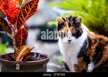 Portrait Nahaufnahme einer Calico Katze auf Holzterrasse Durch Croton bunte Pflanze und Topffarn in Topf in Haus Garten im Frühjahr Bokeh verschwommen Stockfoto