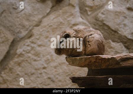 Eine Chinchilla auf einem Stein im ARTIS Zoo in Amsterdam, Niederlande Stockfoto