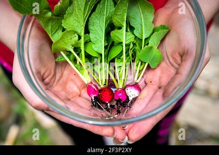 Nahaufnahme der Person Handflächen halten Glasschale mit vier Kleine Erbstück bunt weiß rosa und rot Radieschen homegrown aus Garten mit grünen Blättern Stockfoto