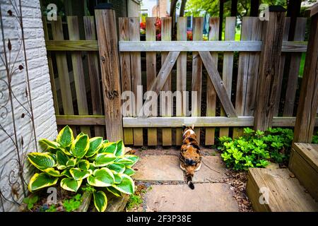 Draußen eine Calico Katze draußen sitzen Jagd für Vögel Nager Durch hölzerne Pfostenzäuntür und Terrasse im Hinterhof Garten auf Steinfelsen Pfad in su Stockfoto