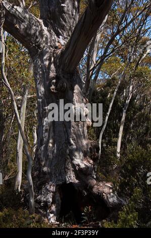 Eukalyptusbäume auf dem Shadow Lake Trail in Tasmanien Stockfoto