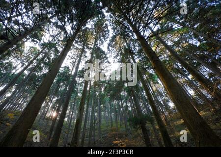 Ein Weitwinkelblick blickt auf den bewaldeten Berghang des Mt. Hieizan bei Sonnenaufgang im nordöstlichen Teil von Kyoto, Japan. Stockfoto