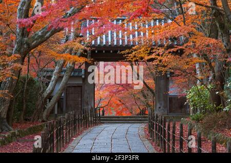 Eine Teleansicht zeigt ein traditionelles Holztor, das mit kawara Keramikfliesen überdacht ist, inmitten herbstlicher Laubbäume bei Komyo-ji, einem buddhistischen Tempel im Süden Stockfoto