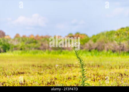 Nahaufnahme einer lila Distel Pflanze mit Blumen auf Wildblumenfeld in tiefen Loch See Teich des Myakka River State Park, Sarasota, Florida Stockfoto