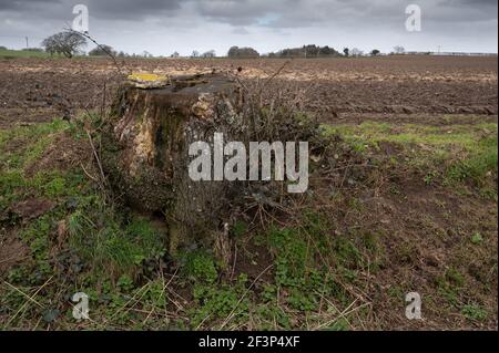 Eine große gefällte Eiche, deren Stamm nur noch im Boden liegt Stockfoto