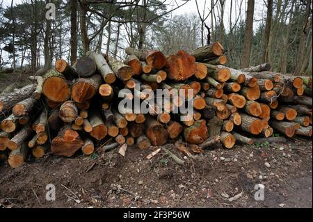 Ein großer Stapel von gesägten Baumstämmen stapelt in Ein Wald in Norfolk Stockfoto